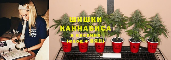 PSILOCYBIN Богданович
